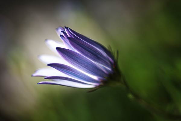 Inner Glow Of Daisy by Joy Watson